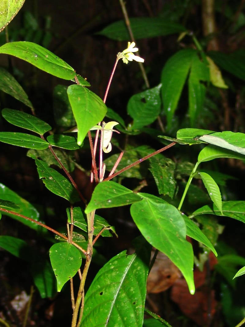 Oxalis, Croat94404--Ecuador. Prov. Pichincha. Res. Guaycuyacu. 10 Feb 05.057.jpg