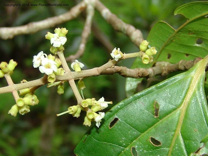 Miconia, Farfan 678--Peru. Edo. Madre de Dios. ACEER Res. Ctr. Mango Trail.18 Oct 05. 152.jpg
