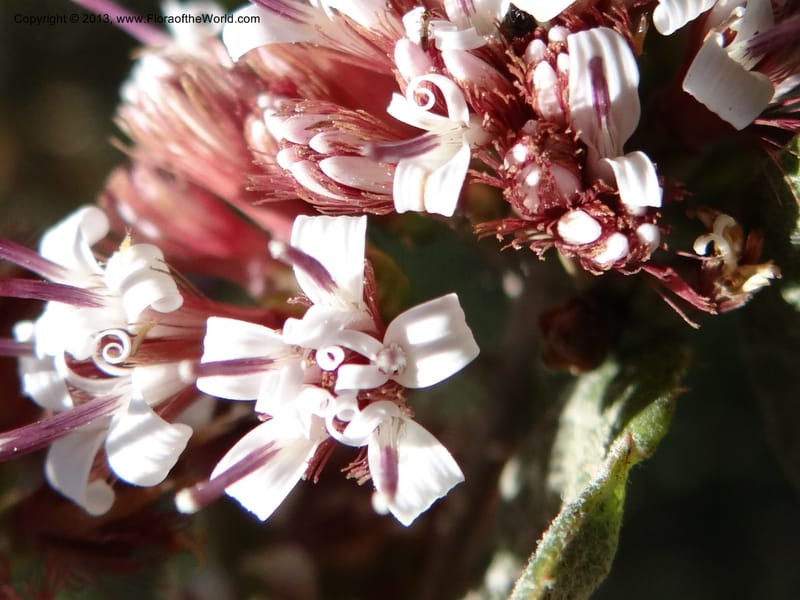 Proustia pyrifolia, WDS 34170--Chile. E of San Clemente. 21 Feb 2013. DSC02256 (103).JPG