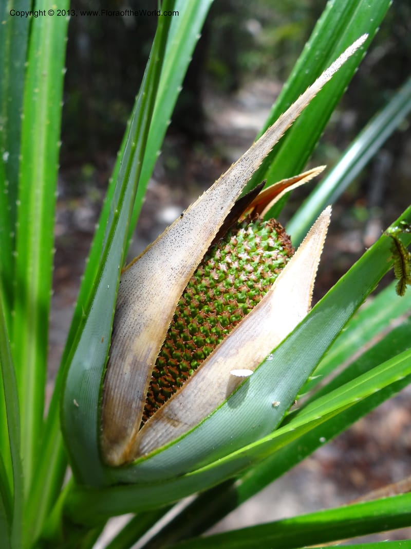 Pandanus dorystigma, Callmander 1015--Malaysia, Sarawak. Bako Nat. Park. Lintang Trail. 30 Mar 2012.  NDSC06186 (128).JPG