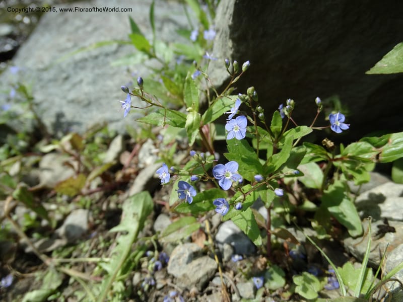 Veronica americana, Davidson, C 12583--ID. Idaho Co. Rd. to Seven Devils. Small Cr. 15 Jul 2014. DSC00072 (15).JPG