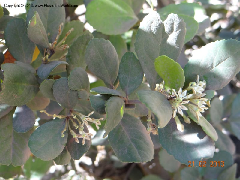 Lomatia dentata, W. D. Stevens 34157--Chile, PN Siete Tazas. 21 Feb 2013  99284 (16).JPG