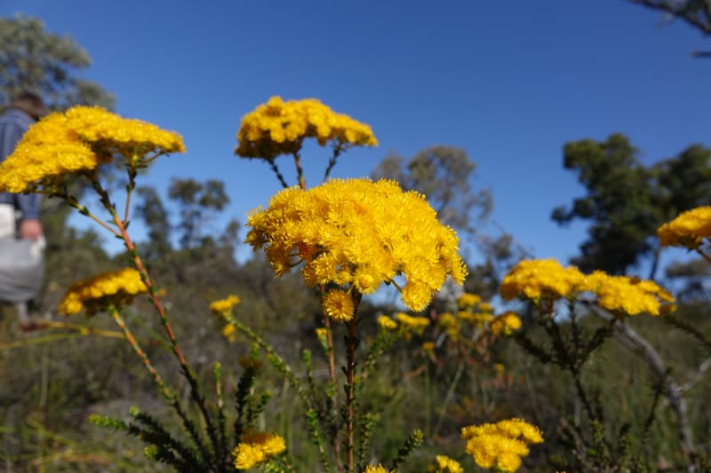 Verticordia serrata var. ciliata, Davidson, C 13381--Australia. W.A. Flora Rd. 22 Oct 2016. DSC03739 (214).JPG