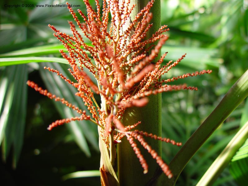 Roscheria melanochaetes (ID1636-2022; FG86176)--FL.  Fairchild Tropical Garden. 15 Jan 03. 103.jpg