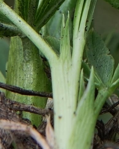 Trifolium alpinum, Davidson, C 13240--Switzerland. Furkapass. 1 Jul 2016. DSC06826 (609).JPG