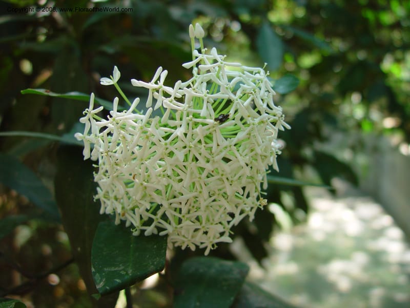 Ixora--MX. Chiapas. Tuxtla Gtz., Jard. Bot. F. Miranda. 20 Mch 03. 025.jpg