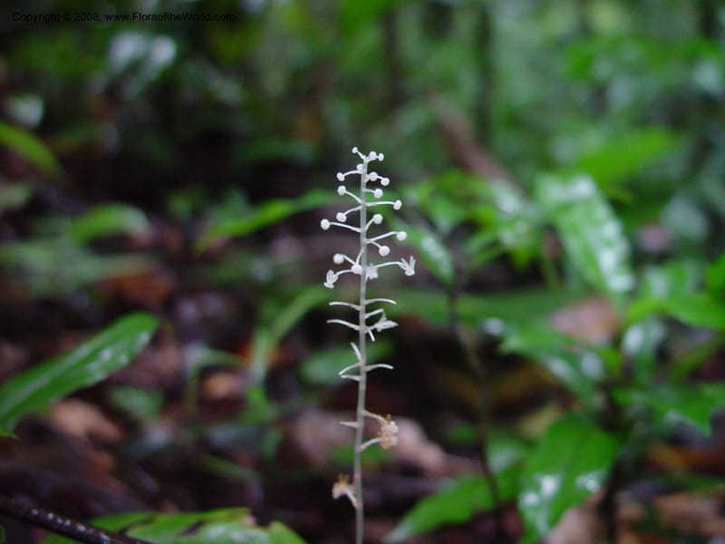 Sciaphila albescens, ETepe558--Fr. Guiana. Les Nouragues. 14 Mch 02. 003.jpg