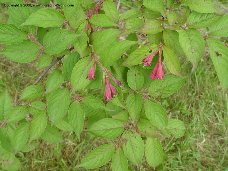 Weigela floribunda--MA. Arnold Arb. 30 Jun 03. 093.jpg
