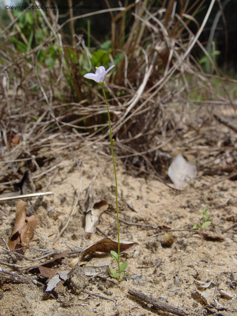 Wahlenbergia--So. Africa. KwaZuluNatal. Lake Sibaya Lodge. 1 Oct. 03. 180.jpg