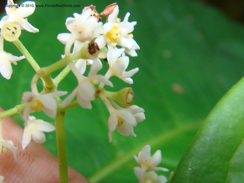 Nectandra purpurea, B. Hammel 24683--Costa Rica. Prov. Limon. Selva Bananito Lodge. 13 Apr 08. 229 (7).jpg