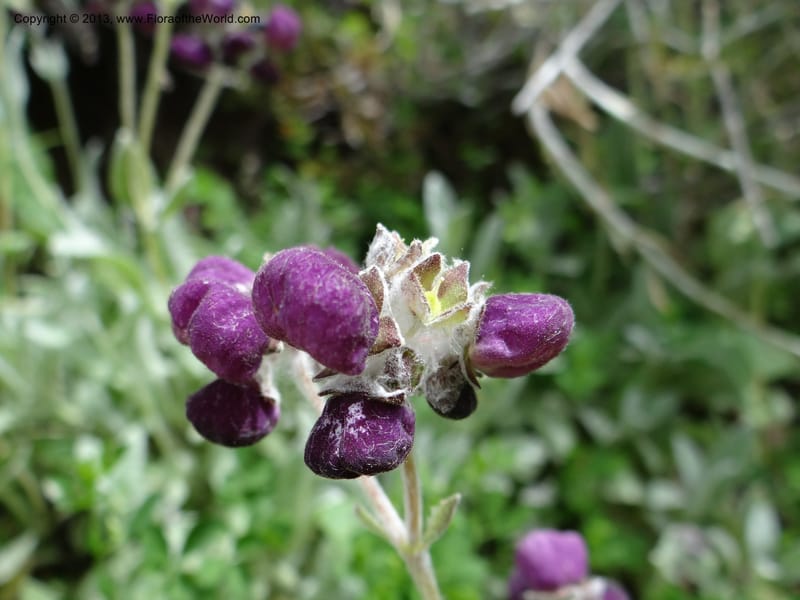 Calceolaria arachnoidea, WDS 34214--Chile. Cta 115. 11.5 km W of La Laguna. 22 Feb 2013. DSC02736 (98).JPG