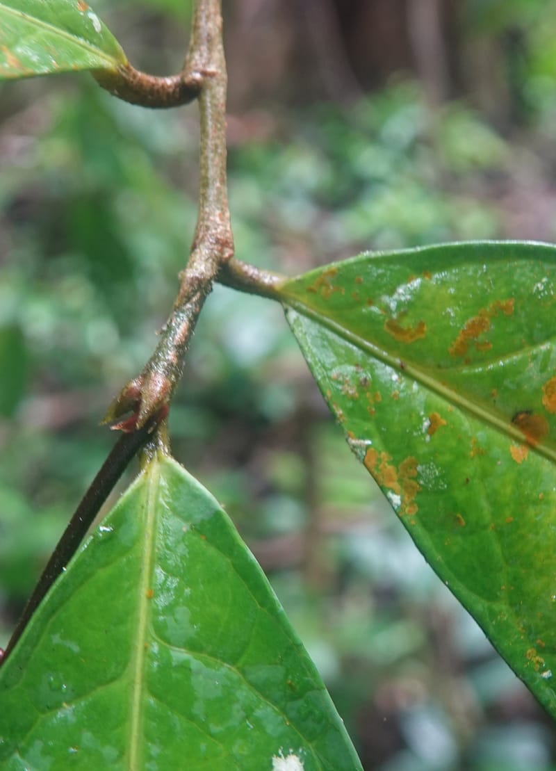 Thecacoris, C. Davidson 14074--Gabon. Raponda-Wallker. 28 Oct 2019. DSC02420 (26).JPG