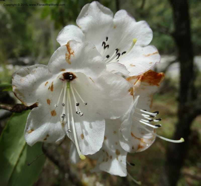 Rhododendron, Boufford, D 43643--China. Sichuan. XiaYingShan to XiangZhai. 10 May 2014. DSC05109 (144).JPG