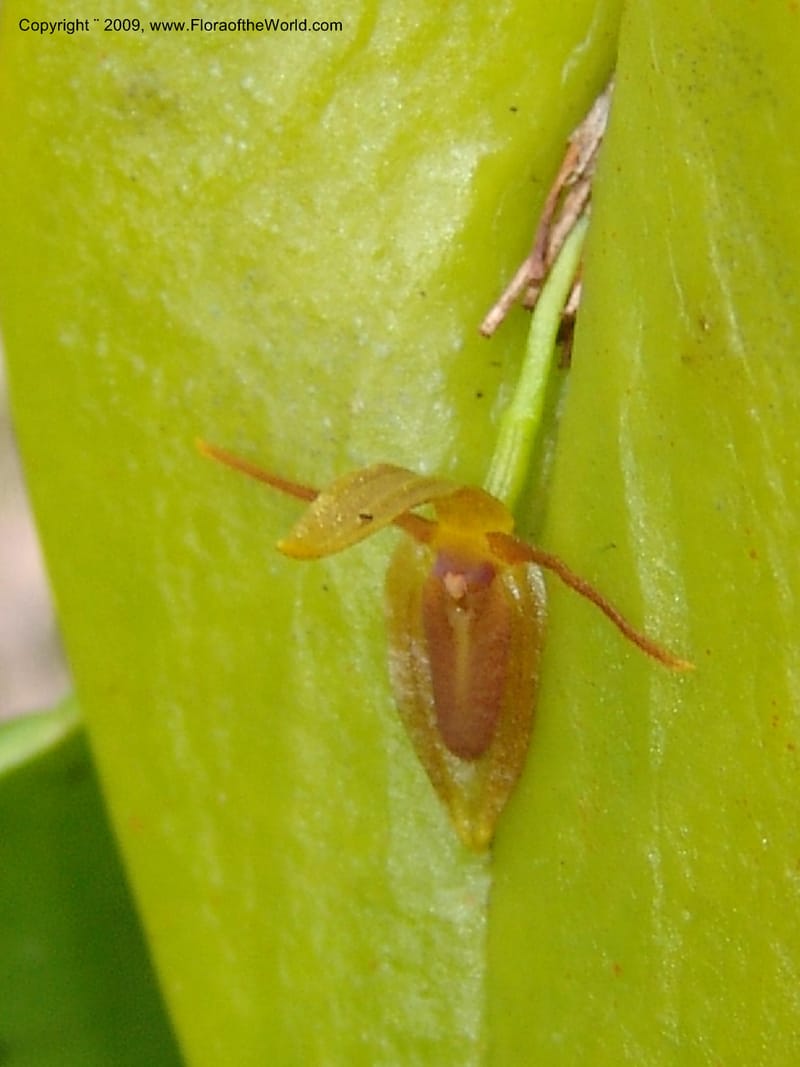 Stelis, DNeill15933--Ecuador. Prv. Zam. Ch. C del Condor. Wawaime plot. 22 Sep 07. 341.jpg