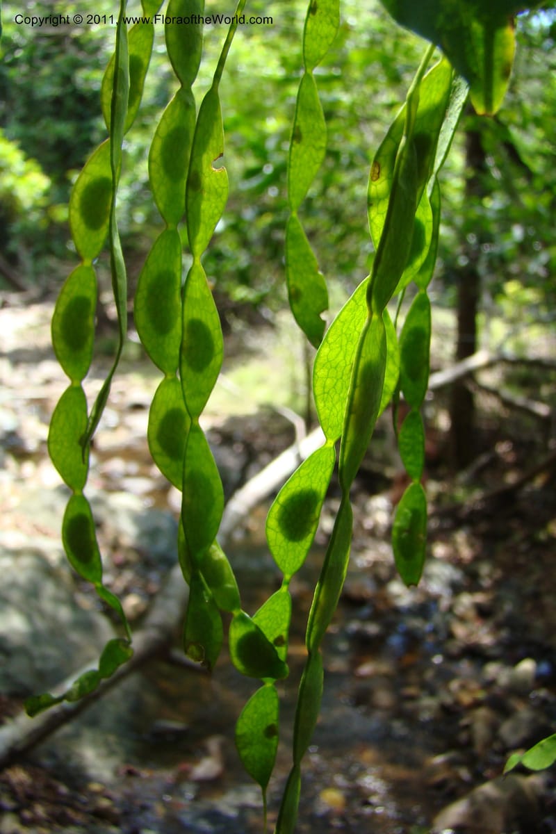 Arthroclianthus, M. Callmander 764--New Caledonia. Upper Tene River Valley. 19 Jan 2010. 377 (43).jpg