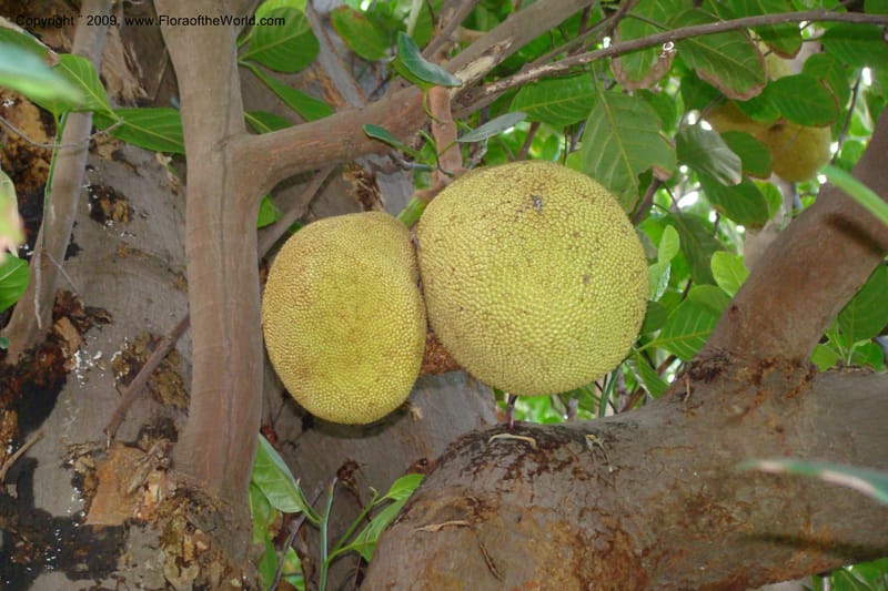 Artocarpus heterophyllus--South Africa. Durban Botanical Garden. 30 Jan 09. 325.jpg