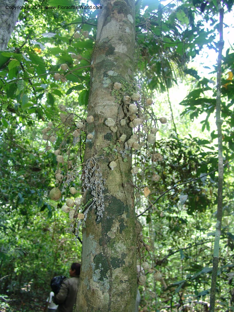 Leonia, Farfan 732--Peru. Edo. Madre de Dios. Quebrada Loboyoc. 21 Oct 05. 291.jpg