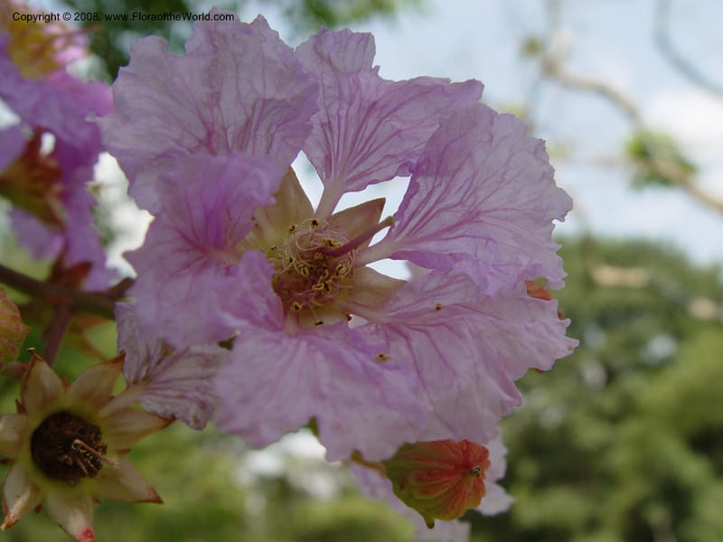 Lagerstroemia speciosa--Ghana. Aburi Botanic Garden. 10 Dec 03. 098.jpg