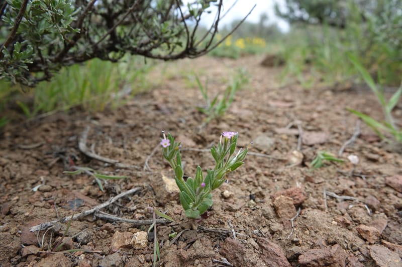 Microsteris gracilis var. humilior, C. Davidson 13566--ID. Blaine Co. Rock Creek Preserve. TNC. 14 May 2017. DSC00477 (113).JPG