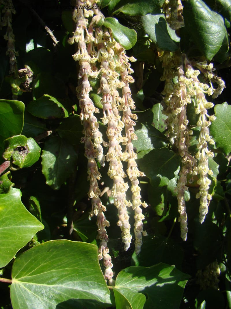 Garrya elliptica, C. Davidson 11826--CA. Moonstone Beach. 26 Jan 2011. 012 (5).jpg