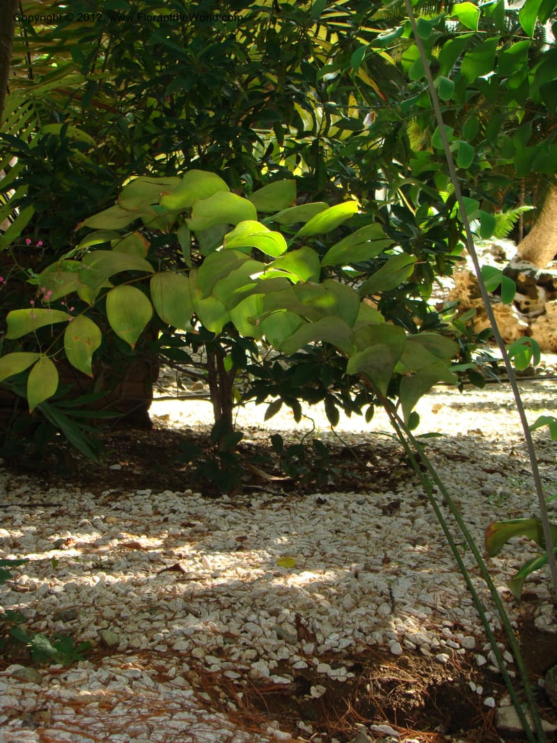 Ceratozamia euryphyllidia--MX. Oaxaca. Jardin Etnobotanico. 11 Sep 08. 010.jpg