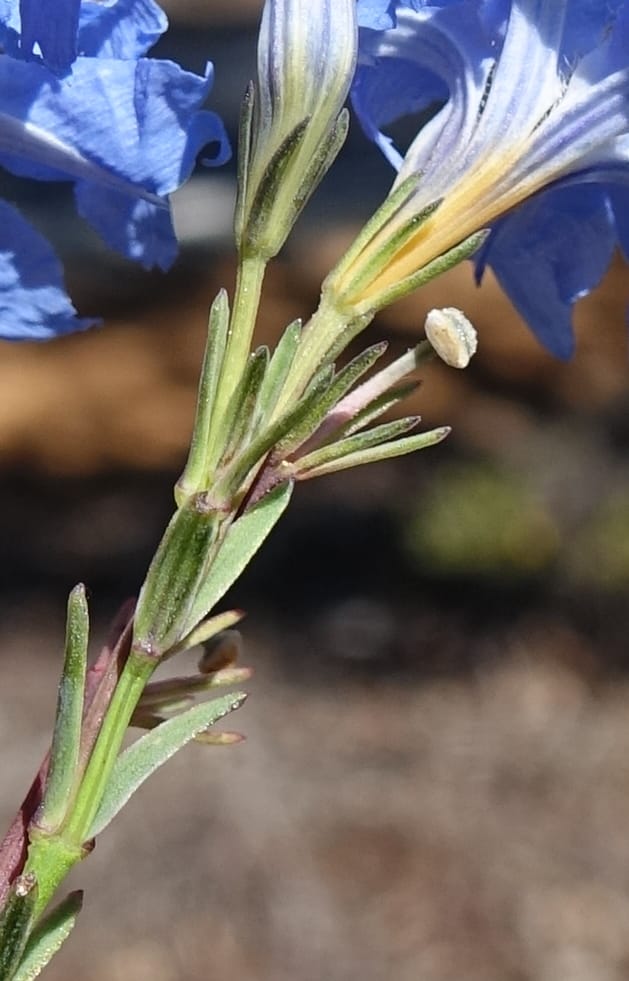 Lechenaultia biloba, not collected--Australia. W.A. Flora Rd. 22 Oct 2016. DSC03739 (67).JPG