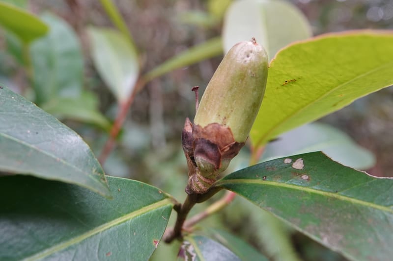 Polyspora axillaris, D. Boufford 44131--China. Yunnan. Meizi Lake Park. 3 May 2018. DSC01424 (92).JPG