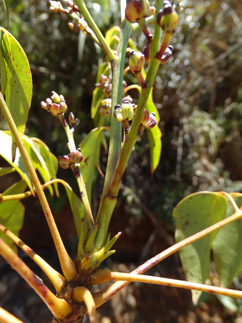 Polyscias, Lowry, P 7417--New Caledonia. PinPin. 20 Nov 2015. DSC03938 (166).JPG