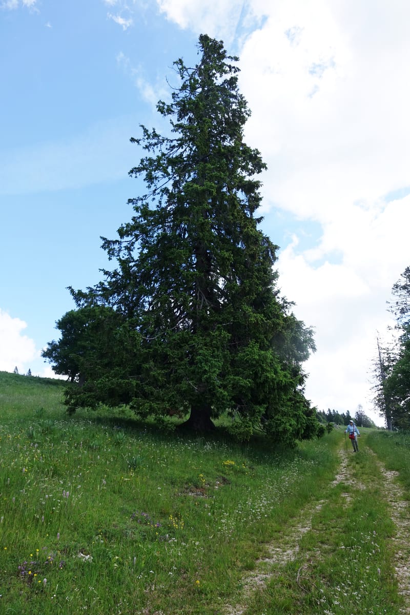 Picea abies, Not coll.--Switzerland. Col de Marchairuz. Simeon. 29 Jun 2016. DSC06067 (56).JPG