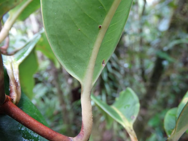 Syzygium, Plunkett, G 3181--Fiji. Waisali Rainf. Reserve. 4 Nov 2015. DSC08848 (34).JPG