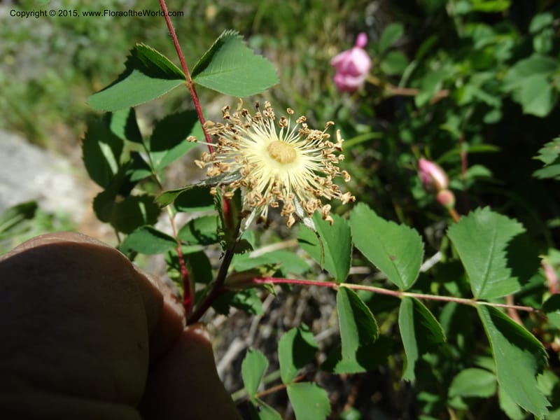 Rosa nutkana, Davidson, C 12515--Idaho. Valley Co. Payette Lake, Sylvan Beach. 18 Jun 2014. DSC09162 (11).JPG