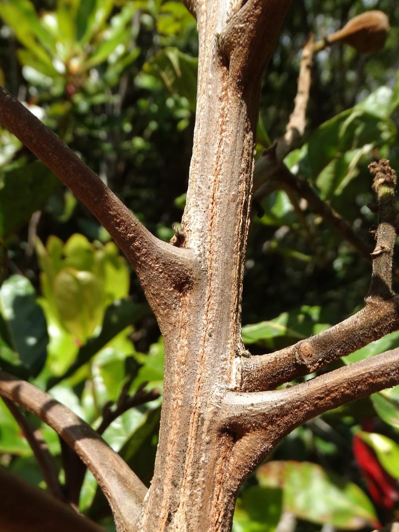 Cupaniopsis, Munzinger, J 7412--New Caledonia. Mont Dzumac. 12 Nov 2015. DSC01563 (400).JPG