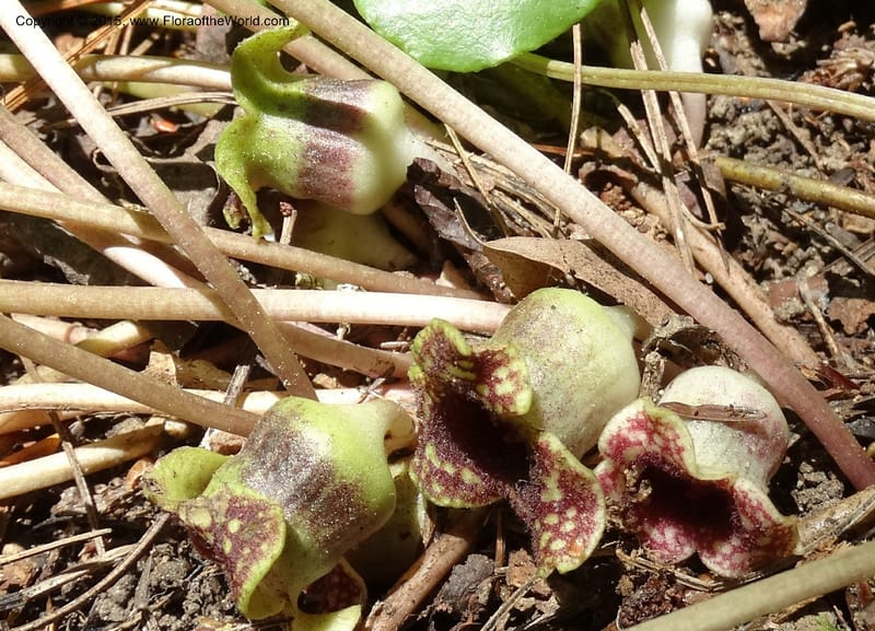 Asarum minus, Davidson, C 13010--Tennessee. Greene Co. Paint Rock, Paint Cr. 15 May 2016 (23).JPG