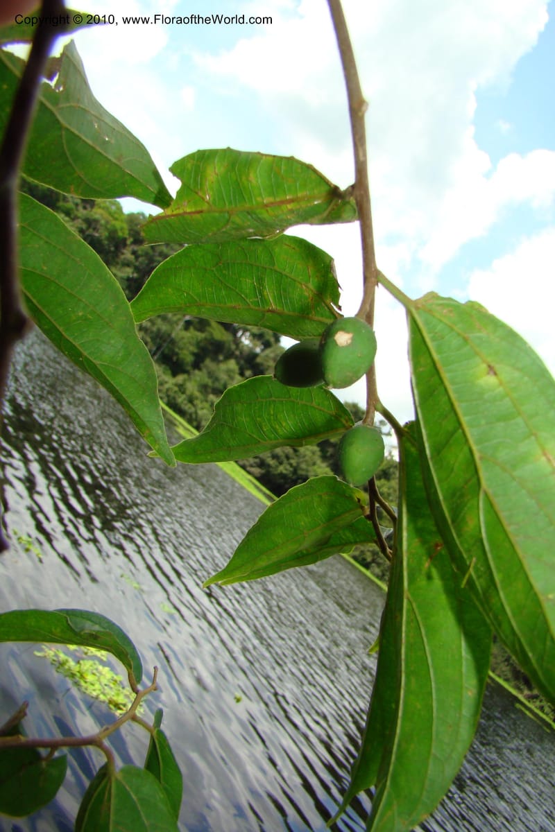 Celtis iguanaea, R. Vasquez 34860--Peru. Loreto. Dto. Parinari. HuishtoCocha. R. Samiria. 13 Nov 08. 481 (1).jpg