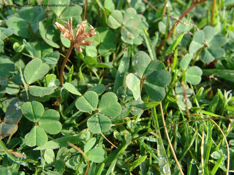 Trifolium burchellianum cf--Kenya. Brooks Bond Tea Estate, Kericho. 10 Jul 04. 098.jpg