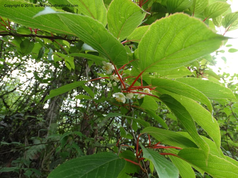 Actinidia, Boufford, D 43714--China. Sichuan. GanYangGou Rd. Km marker 7. 13 May 2014. DSC05676 (95).JPG