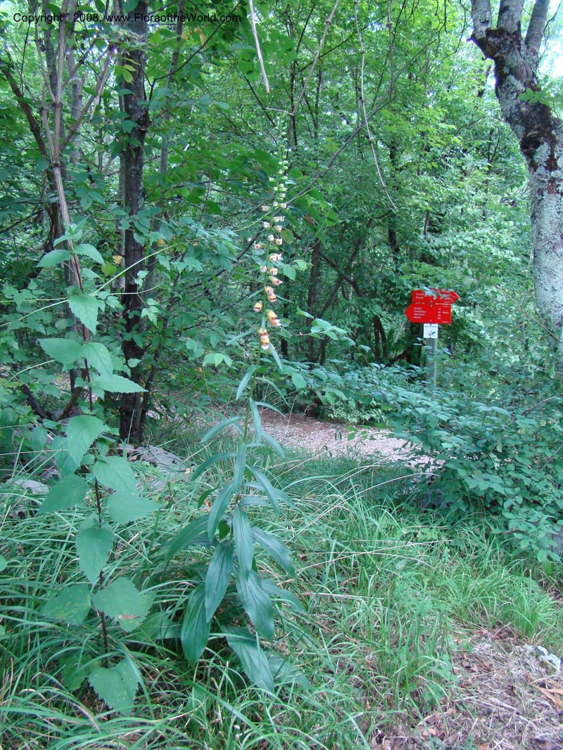 Digitalis laevigata--Slovenia. Park Skocjanske Jame. 10 Jul 08. 074.jpg