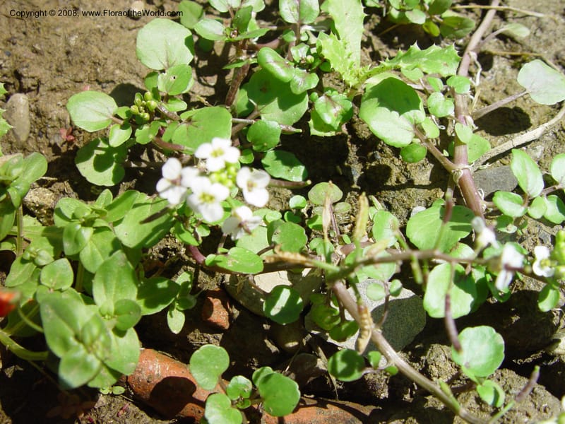 Rorippa officinale--Italy.Tuscany. Univ. Firenze, Giard. dei Simplici, Florence. 22 May 03. 002.jpg