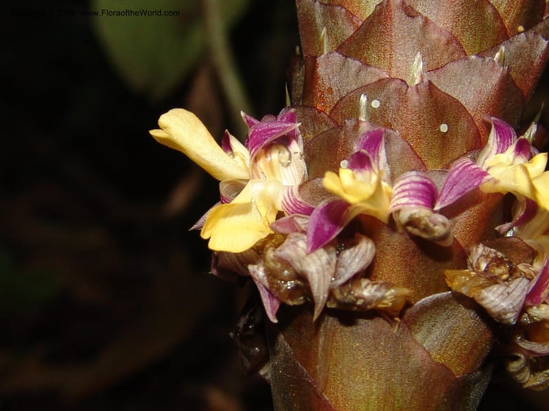 Calathea, RVasquez33008--Peru. Pillcopata. Qbda Pini Pini. 29 Oct 07. 762.jpg