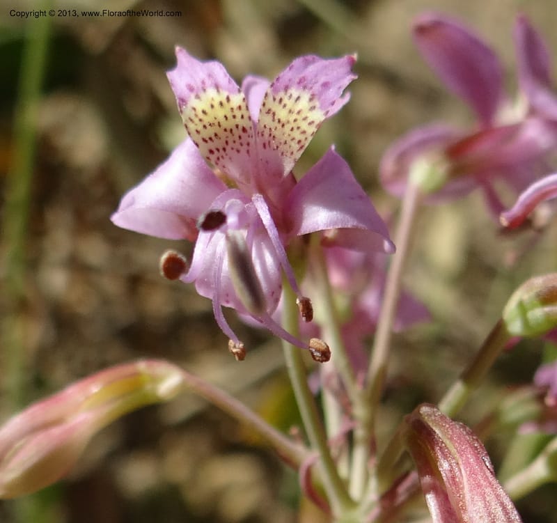 Alstroemeria, WDS 34051--Chile. Pichilemu. 13 Feb 2013. DSC00590 (173).JPG