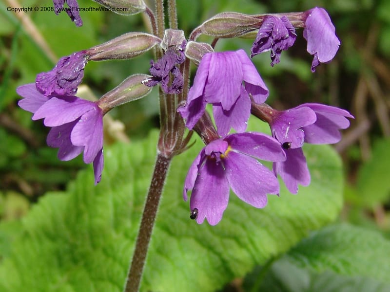 Primula amoena--Georgia. Kazbeki . Trail-road to Sameba Church. 2 Jun 05. 083.jpg
