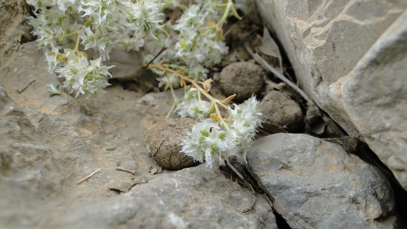 Paronychia kurdica, A. G. Miller 120.6--Iraq. Kurdistan. Shakh-i Pira Magun. 9 June 2010. 265 (10).jpg