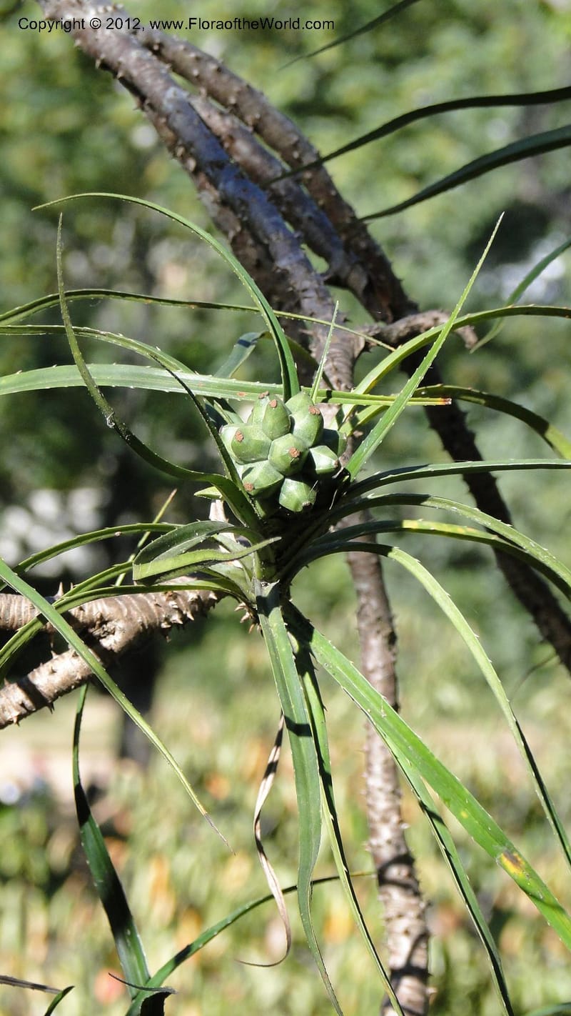 Pandanus dyckioides--Madagascar. Tsimbazaza. 30 April 2010 023 (13).jpg