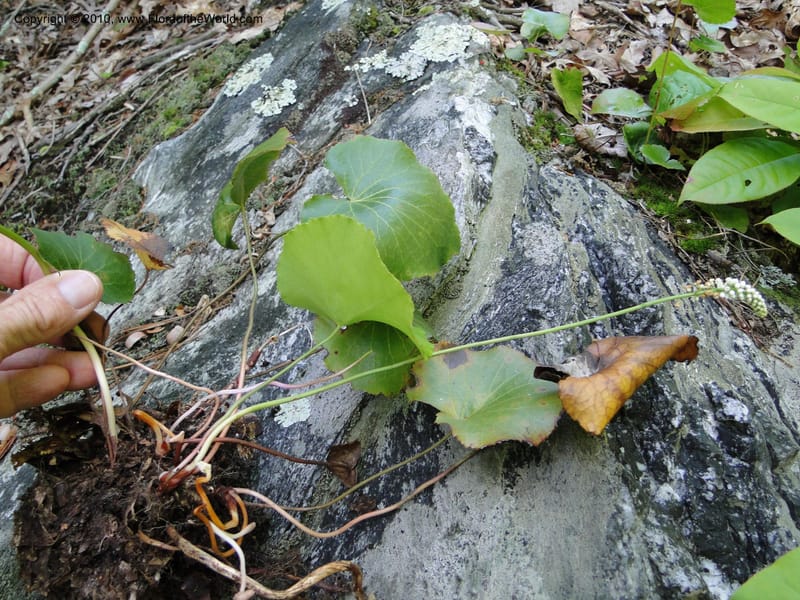 Galax aphylla, Mori, S 27456, USA, North Carolina, Stokes County, Hall Rd, 1.1 mile W of junction with Moores Springs Rd., 26 May 2010 (13).JPG