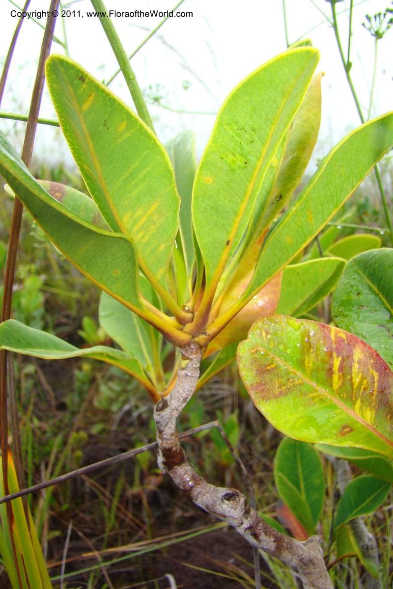 Myodocarpus, P. Lowry 7188--New Caledonia. Plaine des Lacs. NW of Grand Lac. 21 Jan 2010. 293 (175).jpg