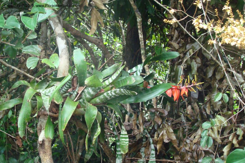 Aechmea, RVasquez34772--Peru. Loreto. Dist. Nauta. Qbda Nawapa, Rio Tigre. 11 Nov 08. 561.jpg