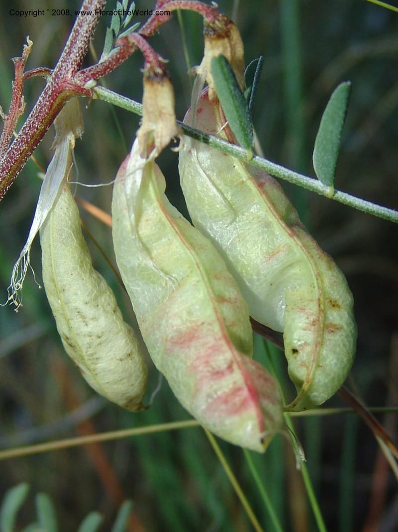 Sutherlandia montana--So.Africa. E. Cape. Joubert's Pass, SE of Lady Gray. 9 Mch 05. 303.jpg