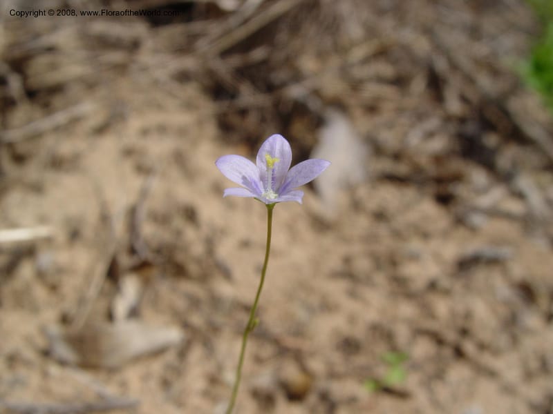 Wahlenbergia--So. Africa. KwaZuluNatal. Lake Sibaya Lodge. 1 Oct. 03. 182.jpg