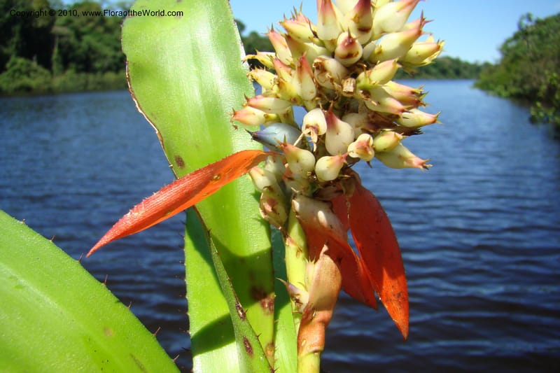 Aechmea, R. Vasquez 34537--Peru. Pacaya Samiria. Yantacocha. 5 Nov 08. 050.jpg