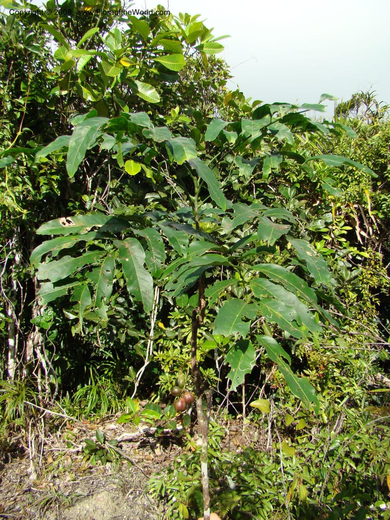 Cupaniopsis, JMunzinger4744--New Caledonia. Mandjelia. 13 Nov 07. 144.jpg
